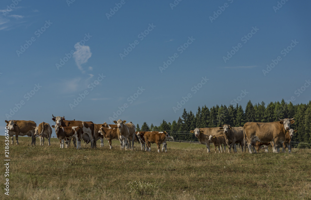 Obraz premium Cows and bulls running over pasture land