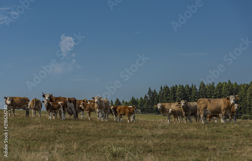 Cows and bulls running over pasture land © luzkovyvagon.cz