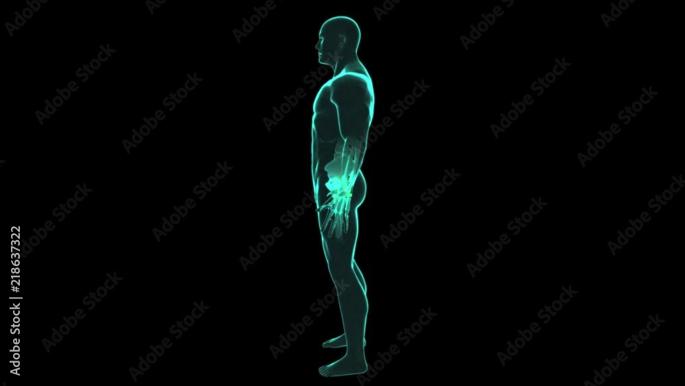 X ray human body scan. Digital 3d loopable animation on black ...