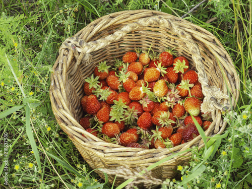 ripe strawberry in basket on straw.