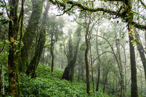 Rain forest with trees