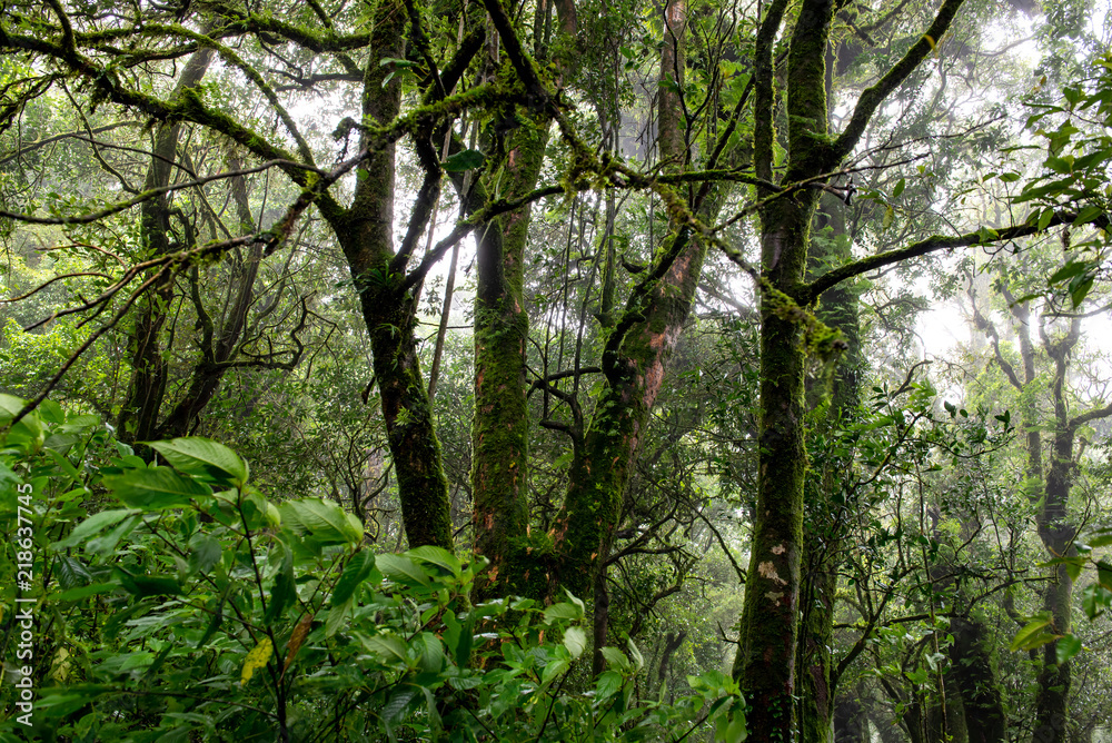 Rain forest with trees