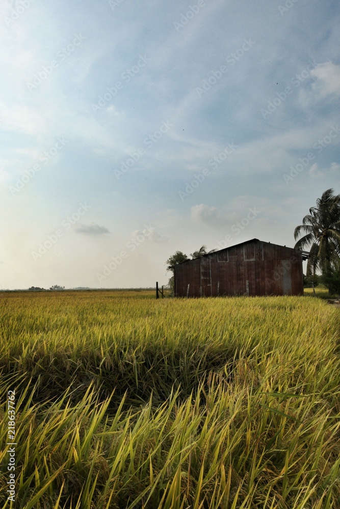 View of yellow paddy fields and old house