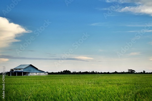 Landscape view of paddy fields,house and dramatic blue sky.