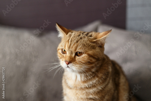Portrait cute of a kitten Scottish Straight. Scottish cat golden marble © svetlichniy_igor