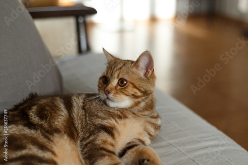 Portrait cute of a kitten Scottish Straight. Scottish cat golden marble