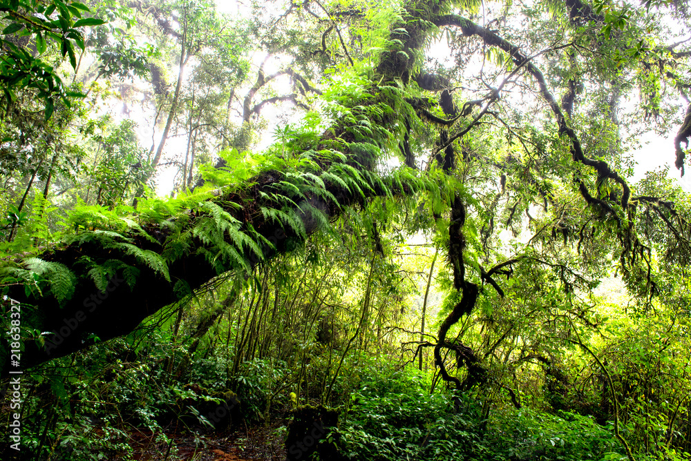Fototapeta premium Rain forest with trees