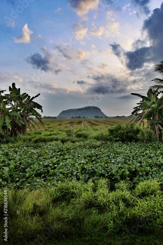 View of paddy fields,banana tree,mountain, small river,blue sky with dramatic clouds. photo