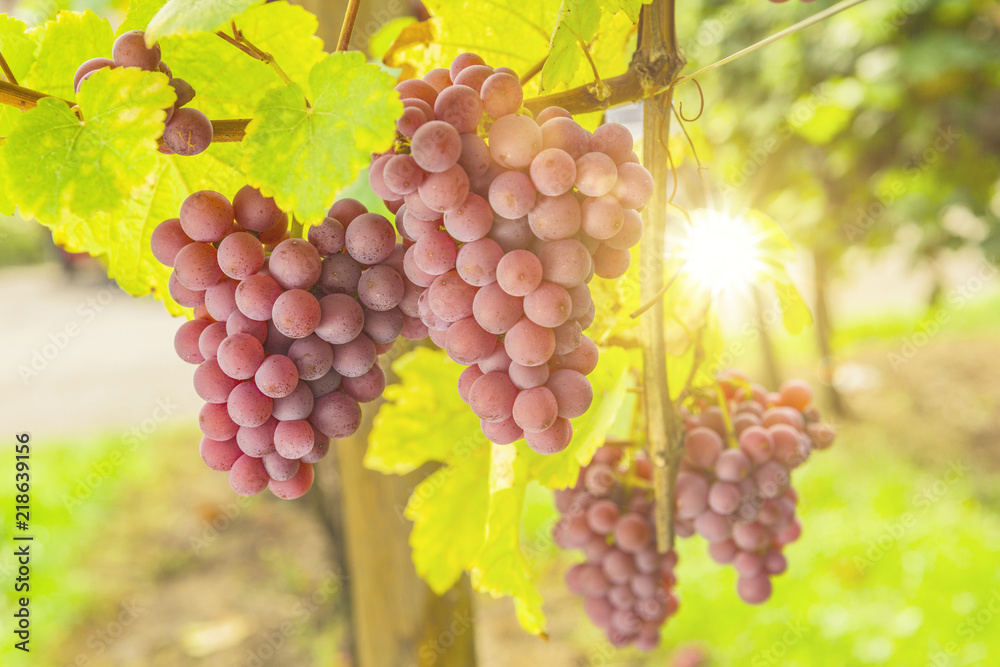 Fototapeta premium Weinreben am Weinstock