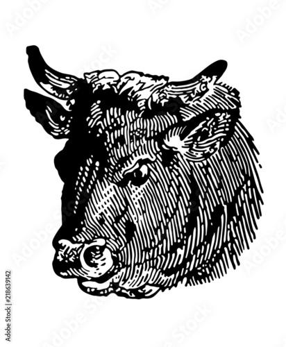 A vintage bull illustration on white background (ID: 218639142)