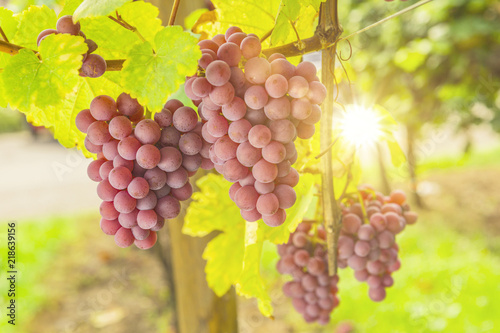 Weinreben am Weinstock