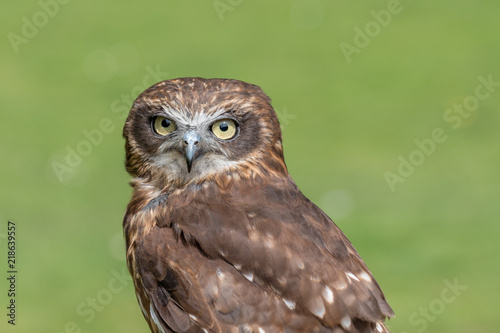 Little Owl