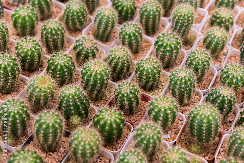Echinopsis cactus in pot pattern