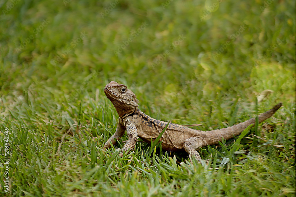 Obraz premium animal