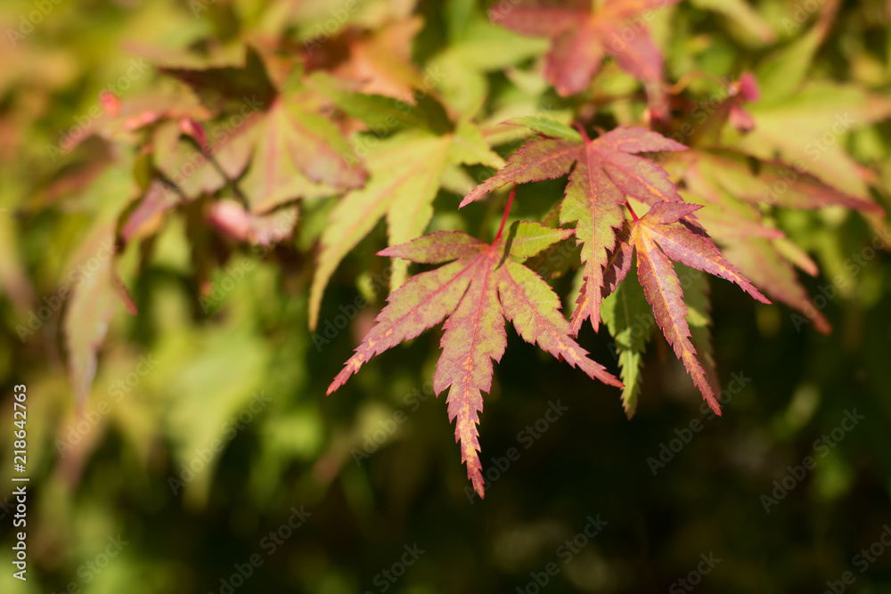 Autumn colored leaves of maple tree wallpaper background Autumn colored leaves of maple tree wallpaper background