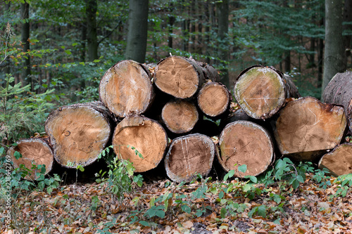 Pile of logs on meadow in forest. Trunks of trees stacked neatly in the woods.