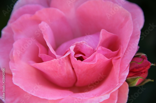 Delikatna różowa róża - makro -zbliżenie na płatki © Cezzar