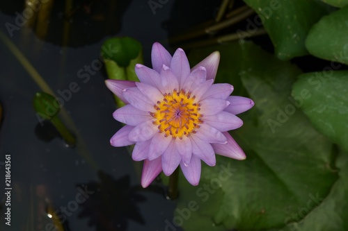purple lotus in water