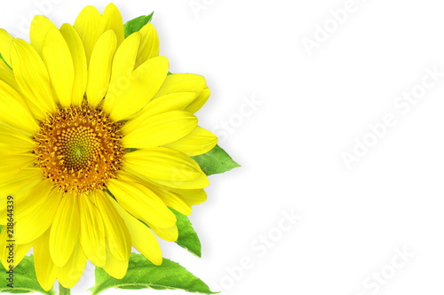 Fototapeta Naklejka Na Ścianę i Meble -  summer blossoming sunflower isolated on white background