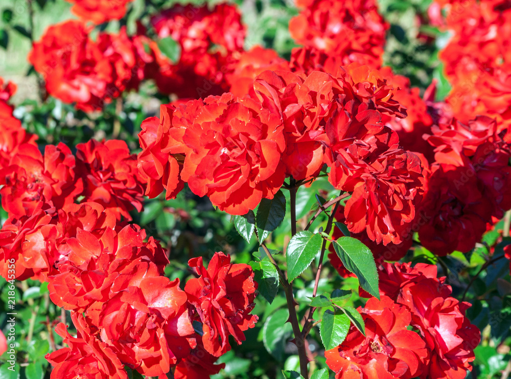 rose grade domstadt fulda, flowers of roses are dark red with white streaks, very bright, on a low bush with beautiful dark green shiny foliage, sunlight growing in the garden rose grade domstadt fulda, flowers of roses are dark red with white streaks, very bright, on a low bush with beautiful dark green shiny foliage, sunlight growing in the garden