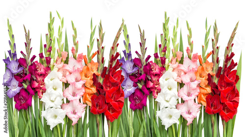 Obraz na plátne Gladiolus flowers isolated white background