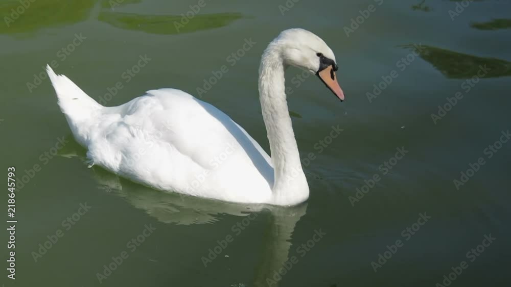 A swan is swimming in a pond. The swan drinks water. A swan is swimming in a pond. The swan drinks water.