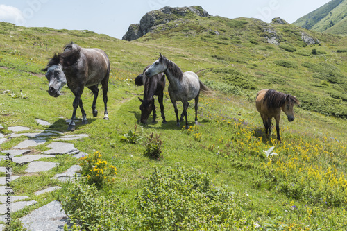 Mountain horses to Eho hut. The horses serve to transport supplies from and to the hut.
