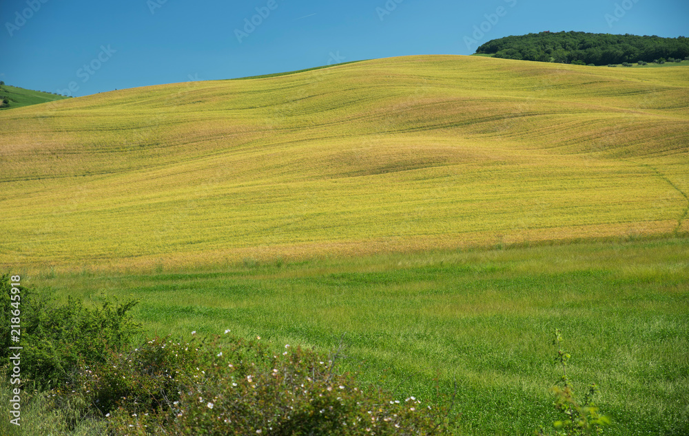 Fototapeta premium Colline nella campagna Toscana