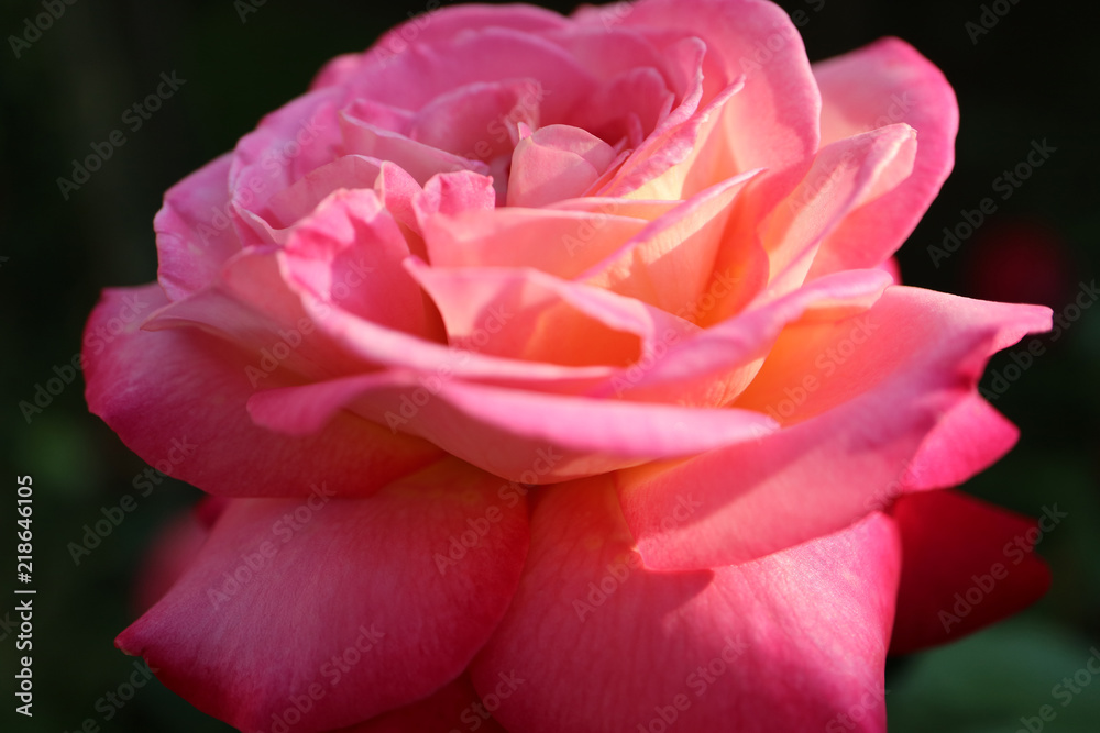 Pink  Rose