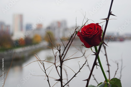 rose and thorns on the city background in autumn
