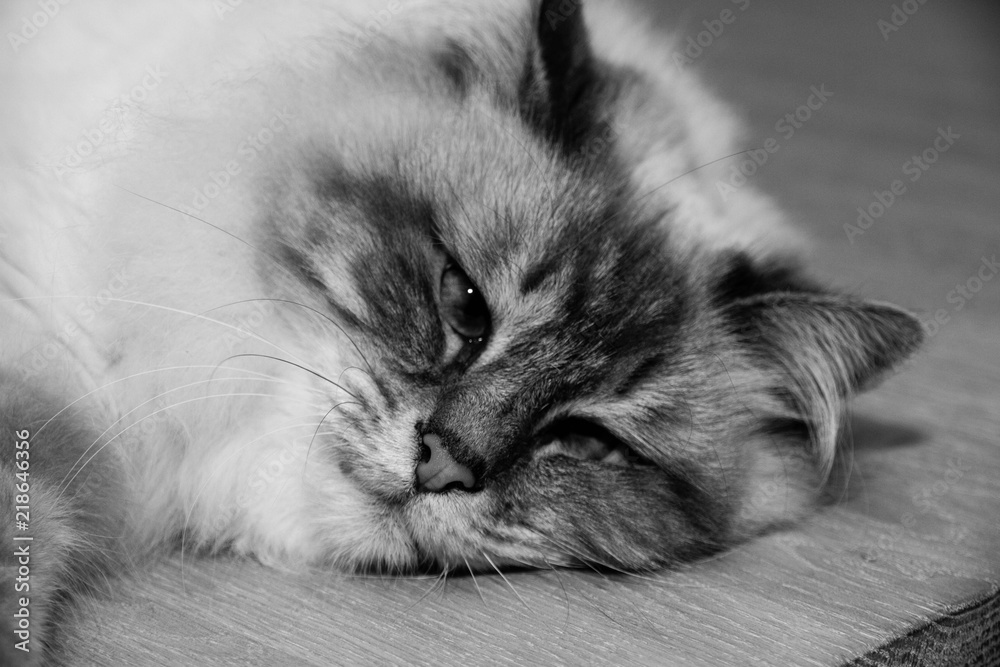 Sweet furry Cat with blue eyes in black and white