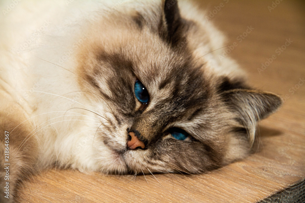 Sweet furry Cat with blue eyes