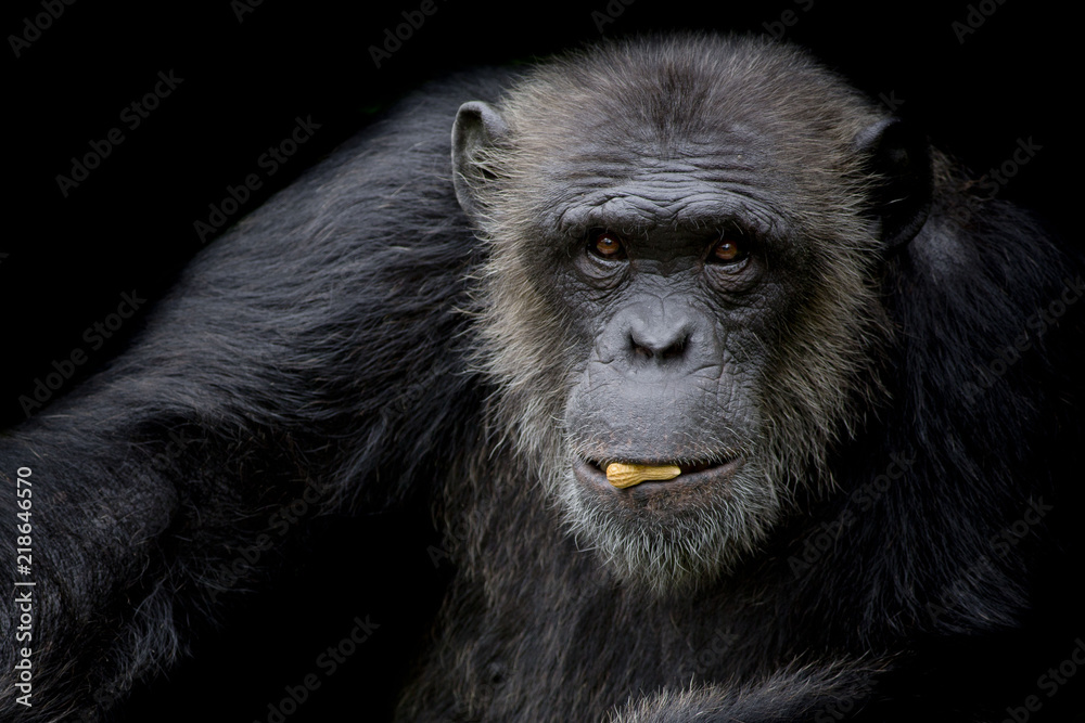 Cute Chimpanzee hold peanut in his mouth on black background Cute Chimpanzee hold peanut in his mouth on black background