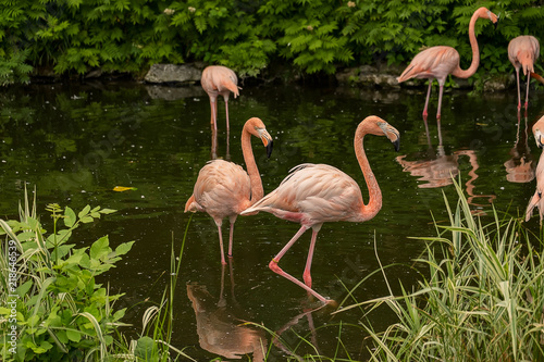 Pink Flamingos