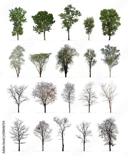 Set of spring and winter trees isolated on white background : Different kinds of tree collection