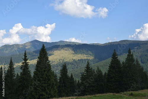 Mountain Trees