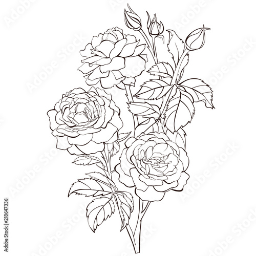 Vector rose flower isolated on white background. Element for design. Hand-drawn contour lines and strokes.