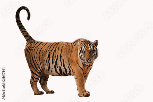 Schilderij op canvas Tiger action on white background .