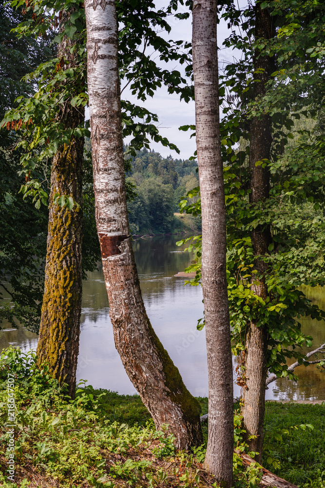 Fototapeta premium large trees in close proximity, followed by a river; damaged wood bark in nature; River view with four trees in the foreground