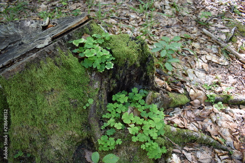 Tree trunk