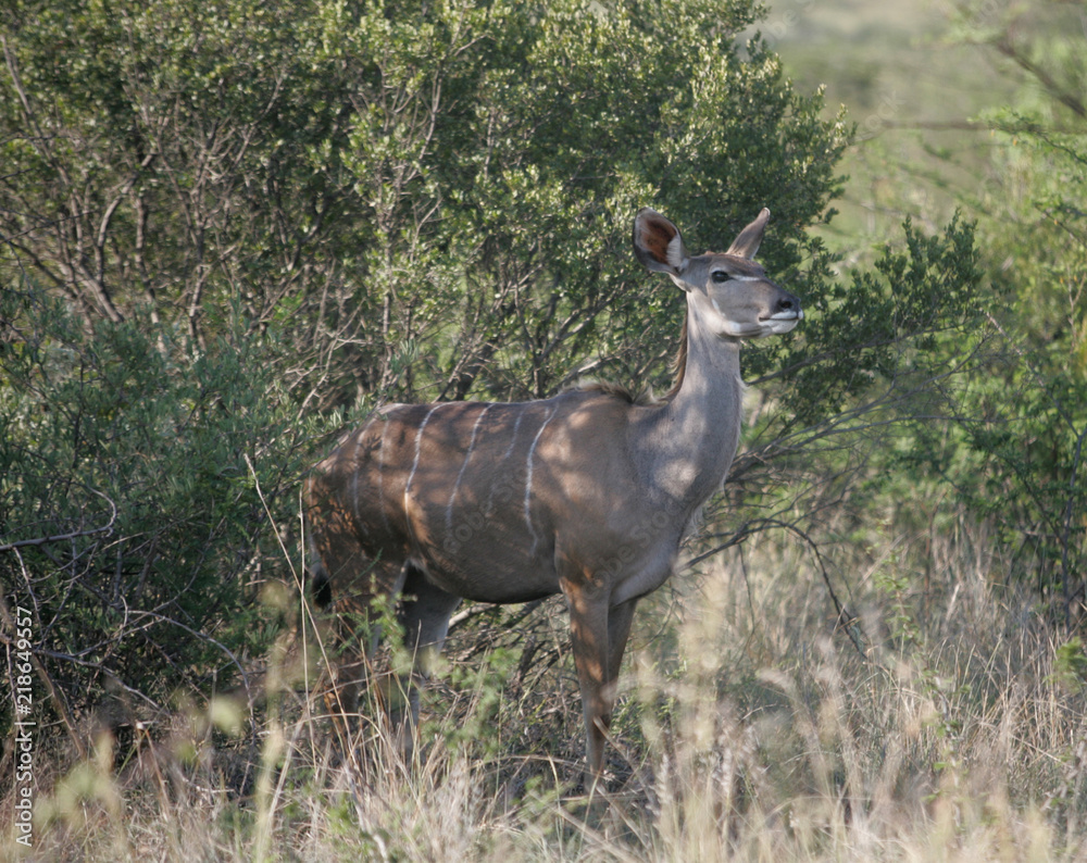 Fototapeta premium kudu