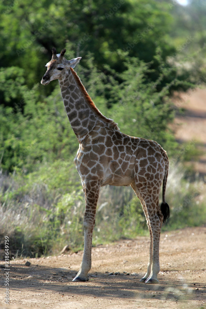 Giraffe Giraffe