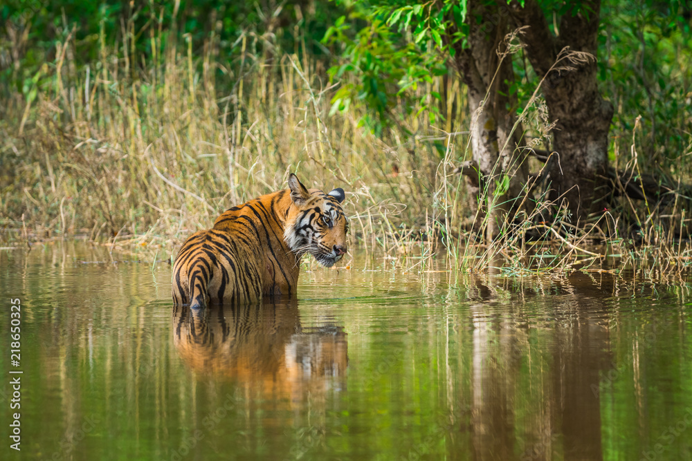 Fototapeta premium A male tiger in monsoon green at bandhavgarh national park