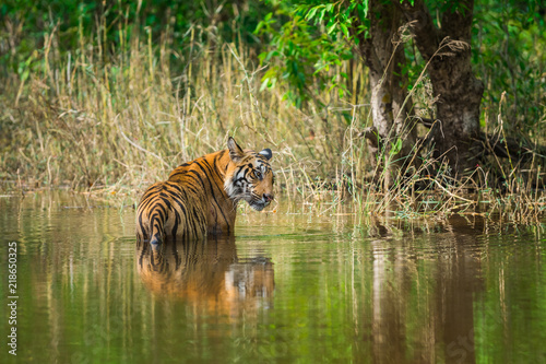 A male tiger in monsoon green at bandhavgarh national park