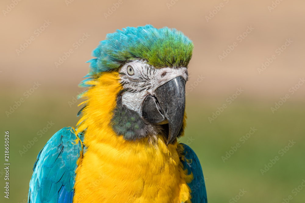 Blue and Yellow Macaw (Parrot)