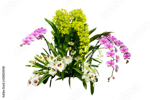 Fototapeta Naklejka Na Ścianę i Meble -  orchids isolated  with clipping path
