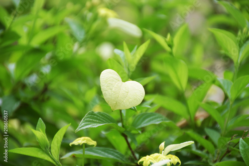 Valentine concept, nature love concept, alight green heart shape leaf on blurry green leaves background and copy space for text, abundant natural resources concept, green environment
