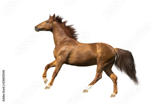isolate of the red horse galloping on the white background