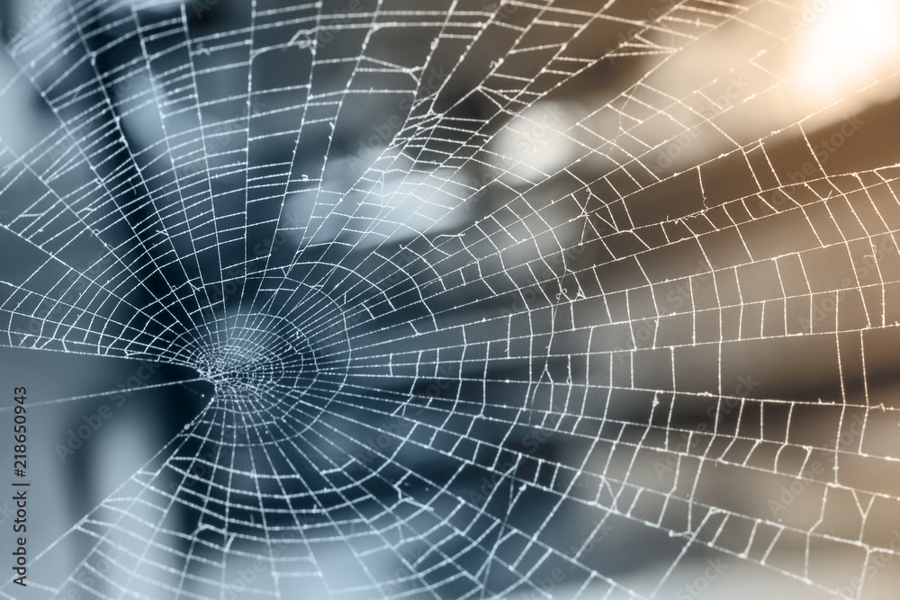 Naklejka premium spider web, nature background