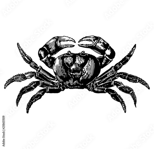 A crab illustration isolated on a white background (ID: 218651109)
